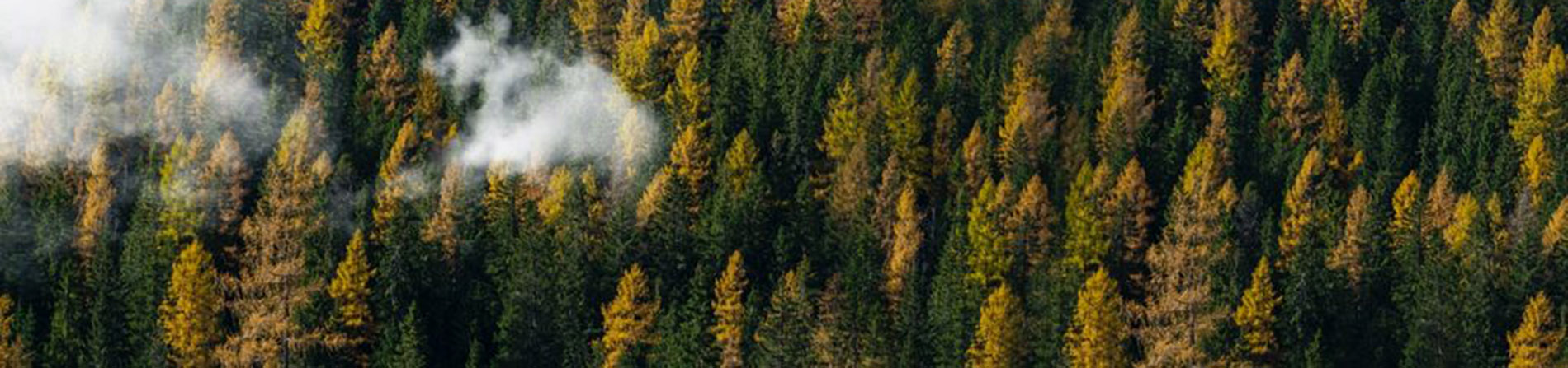 image of many evergreen trees on a hillside